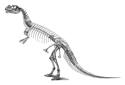 Incorrect Ceratosaurus reconstruction by Othniel C. Marsh, 1896 - Note: upright posture and pronated hands